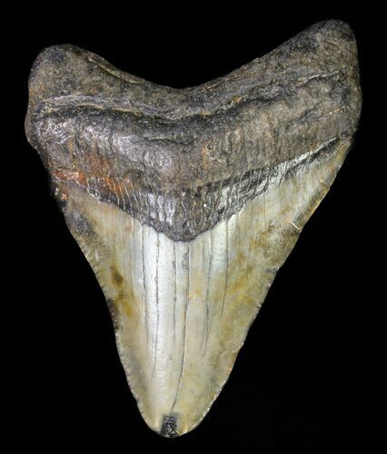 Juvenile Megalodon Tooth #61800